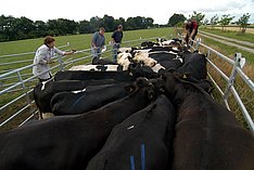 Anzeigepflichtige Tierseuchen beim Rind - Viren