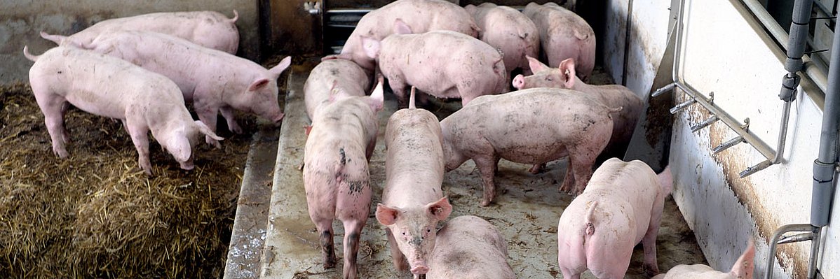 Tränken in unterschiedlicher Höhe Tränken in unterschiedlicher Höhe. Klick führt zu Großansicht im neuen Fenster.