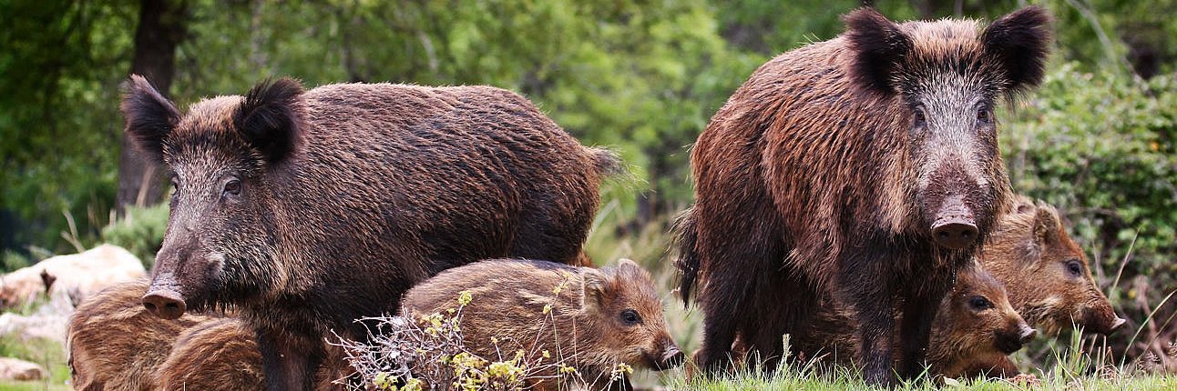 Wildschweine mit Frischlingen stehen auf einer Waldlichtung.