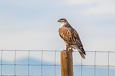 Auslauf sichern, Fressfeinde fernhalten