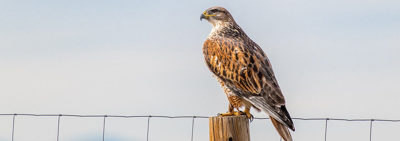 Auslauf sichern, Fressfeinde fernhalten