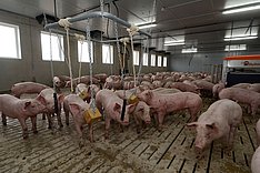 Schweine auf Spaltenböden