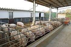 Zukunftsfähige und Innovative Stallbaukonzepte für Sauen und Aufzuchtferkel (ZISSAU Phase 2)