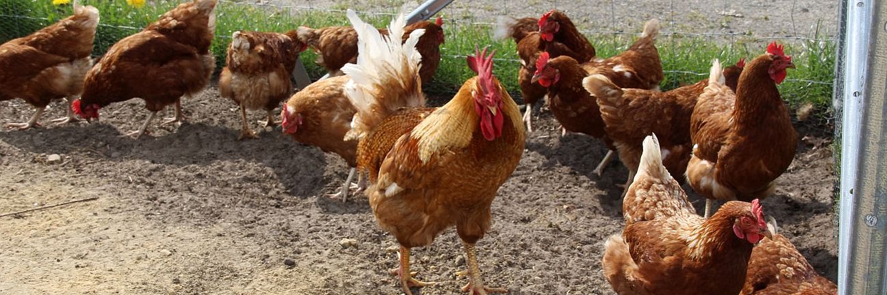 Braune Legehennen mit Hahn im Auslauf.