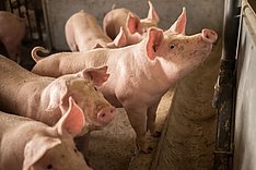 Wieder mehr Schweine in Bayern
