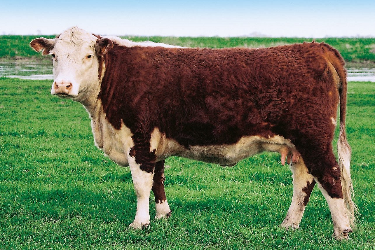 Eine Kuh der Rasse Hereford in Seitenansicht. Klick führt zu Großansicht im neuen Fenster. 