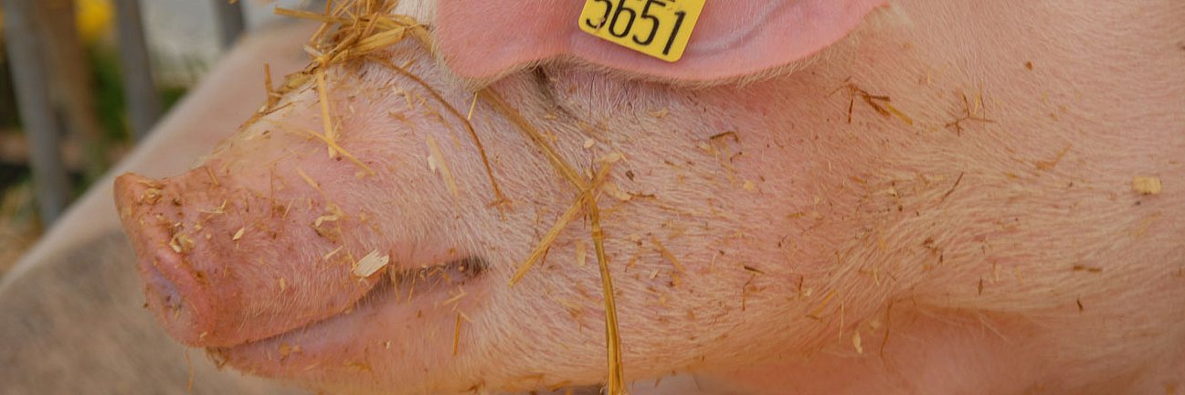 Schwein Sau im Stall mit Stroh.