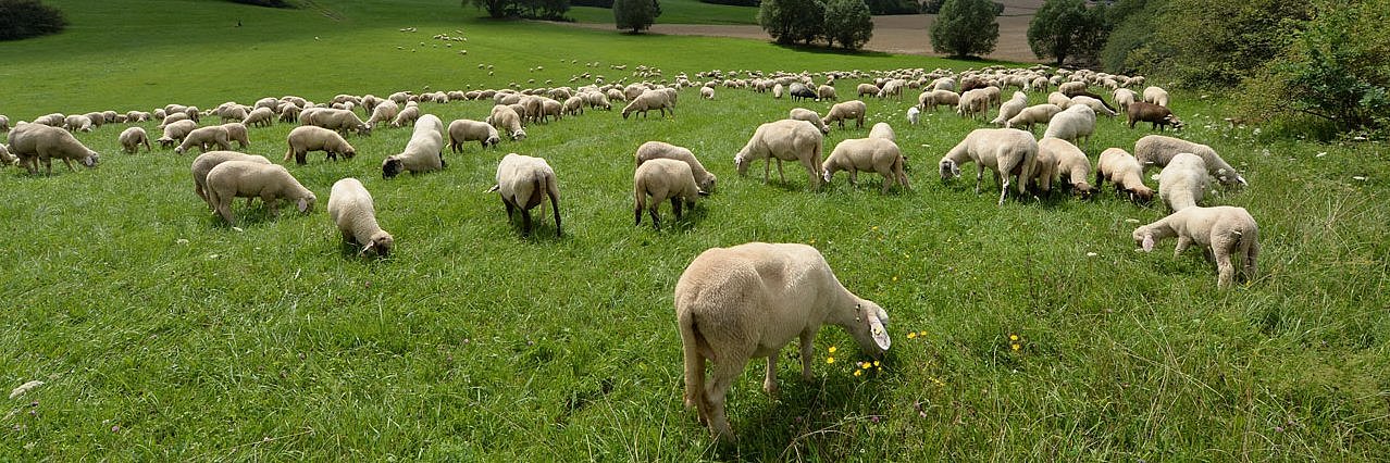 Schafe stehen auf einer hügeligen Wiese verteilt und fressen Gras. Tierwohlindikaktoren spielen auch in der Schafhaltung zunehmend eine Rolle.  