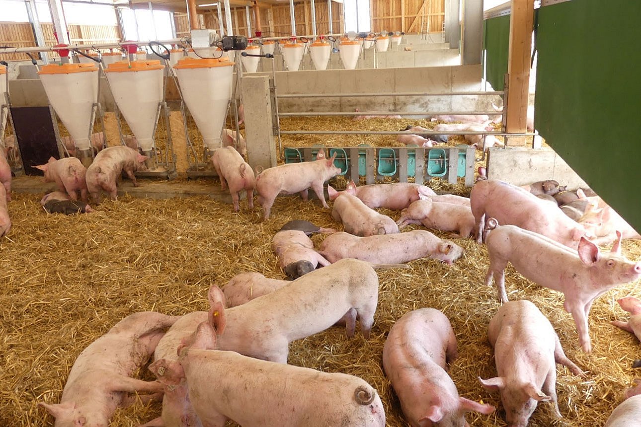 Mastschweine auf Stroh in einem modernen tierfreundlichen Stall. Klick führt zu Großansicht in neuem Fenster.