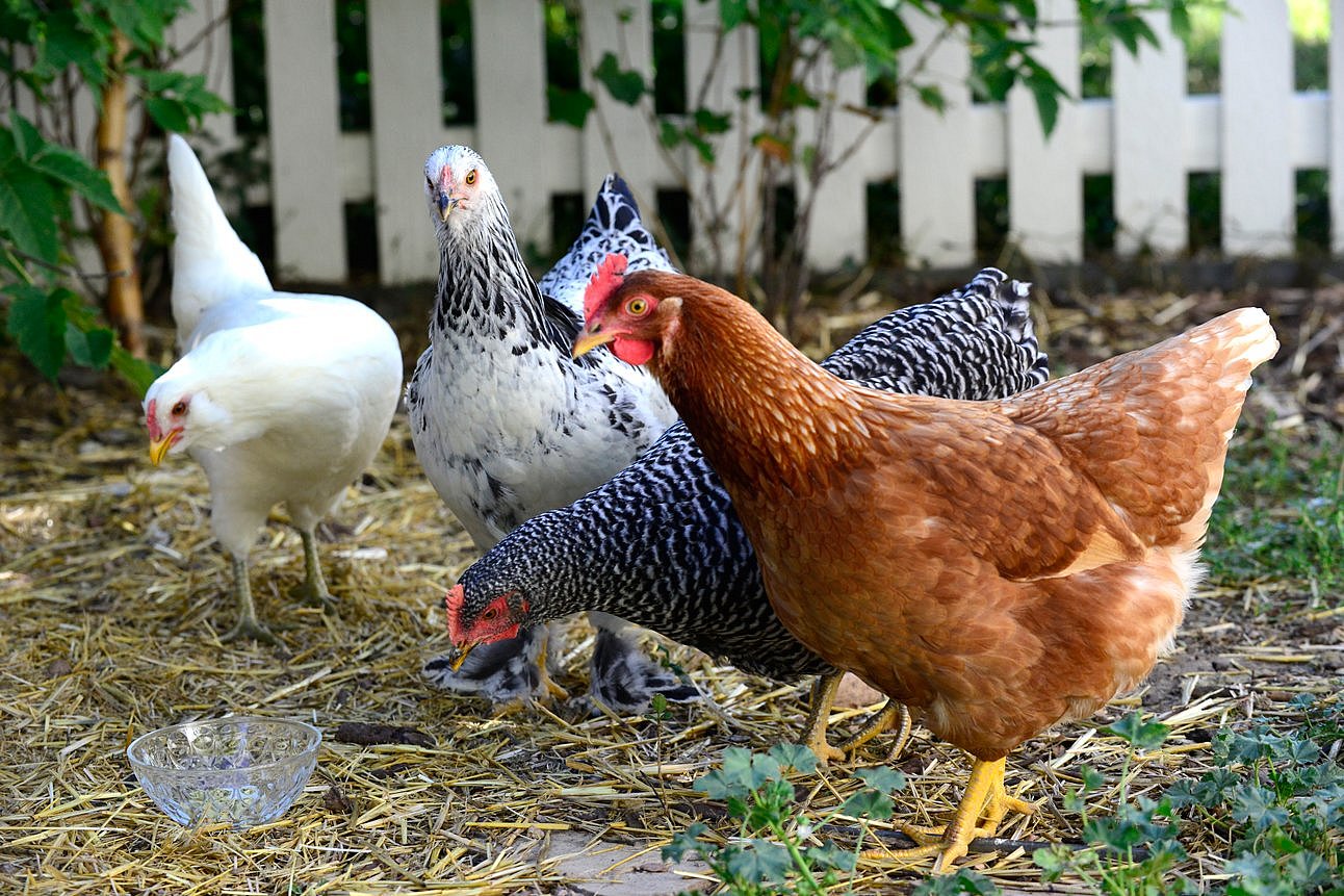 Mehrere Hühner verschiedener Rassen suchen Futter im Freien. Klick führt zu Großansicht im neuen Fenster. 