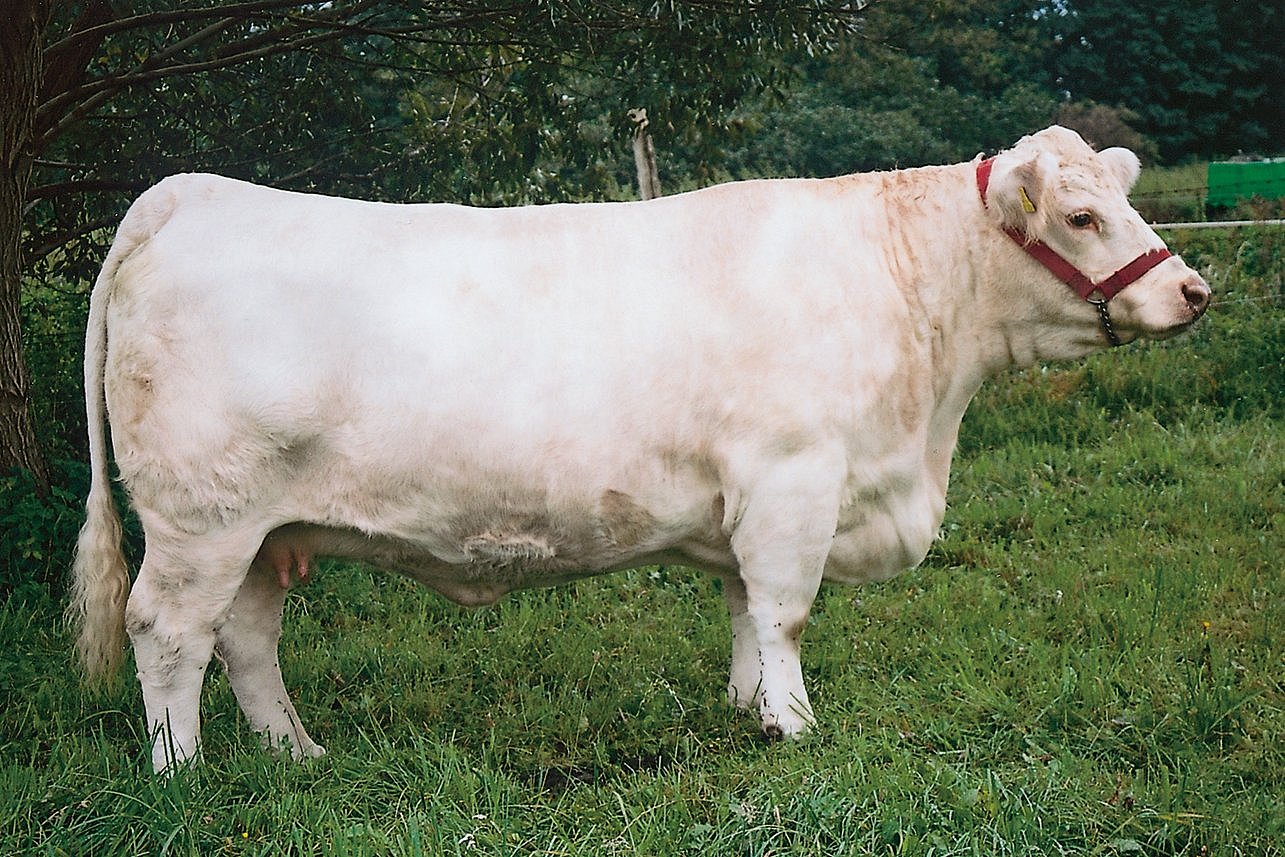 Ein Kuh der Rasse Charolais in seitlicher Ansicht. Klick führt zu Großansicht im neuen Fenster. 