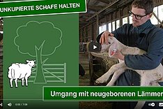 TWZ Schaf: Video zum Umgang mit neugeborenen Lämmern