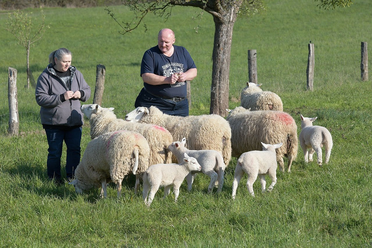 Gepferchte Schafe werden aus der Nähe inspiziert. Mit einem Tabletcomputer kann der Tierhalter sowohl Daten erfassen als auch direkt auf der Weide auf ältere Daten zugreifen.