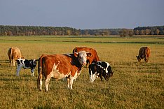 MuD Tierschutz: Abschlussveranstaltung Hofnahe Schlachtung im Dialog (SATHOP) am 23.10.2025