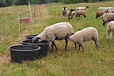 Wasserversorgung bei Schafen
