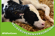 MuD-Tierschutz: Das Kalb von heute ist die Kuh von morgen - Fitforcows