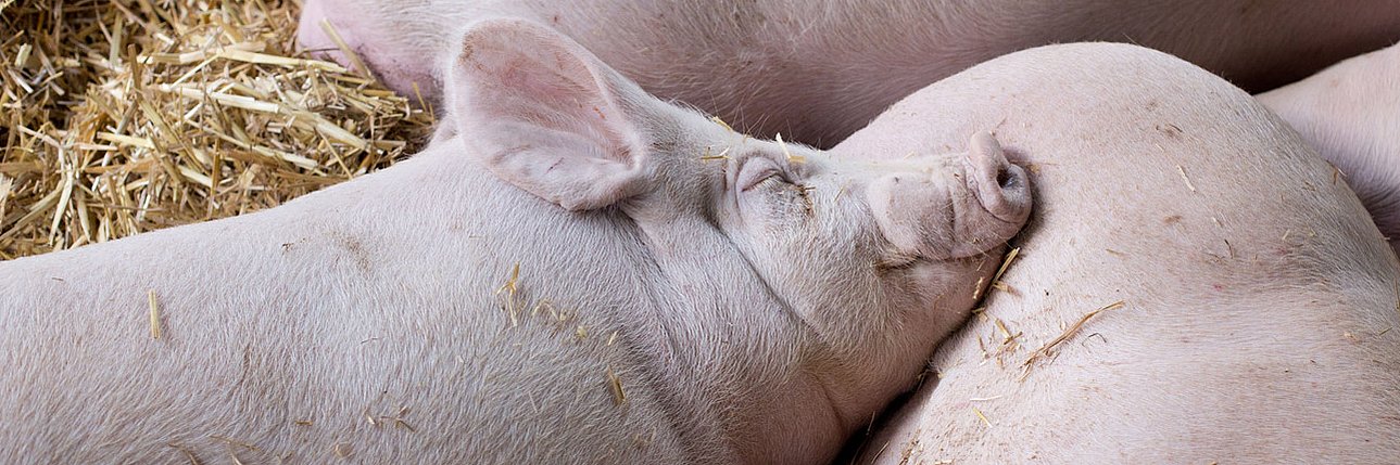 Schweine auf Stroh. Klick führt zu Großansicht in neuem Fenster.