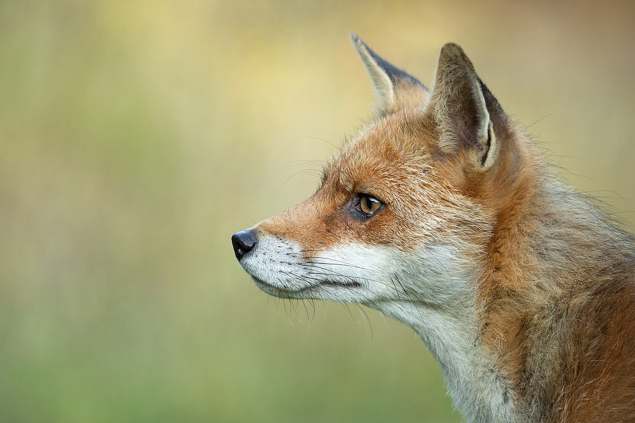 Fuchs. Klick führt zu Großansicht im neuen Fenster.