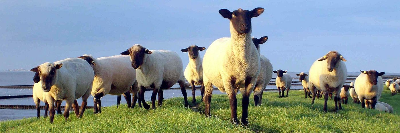 Schafe bei der Beweidung eines Deiches