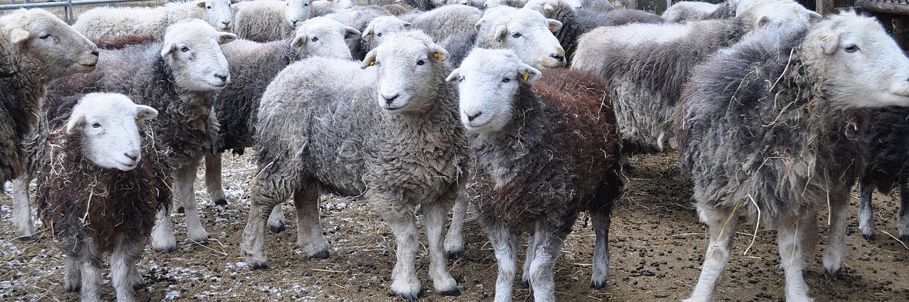 Eine Herde Herdwick-Schafe beweidet Flächen unter einer Solaranlage. Diese Rasse ist grau-braun und hat sehr drahtige Wolle. 