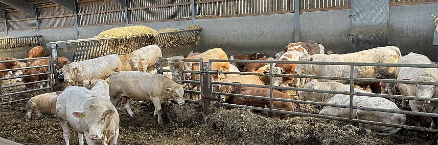 Mehrere Rinder stehen in einer Bucht eines Tretmiststalls