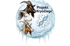 Projekt KryoZiege verzahnt Zucht mit Genbank