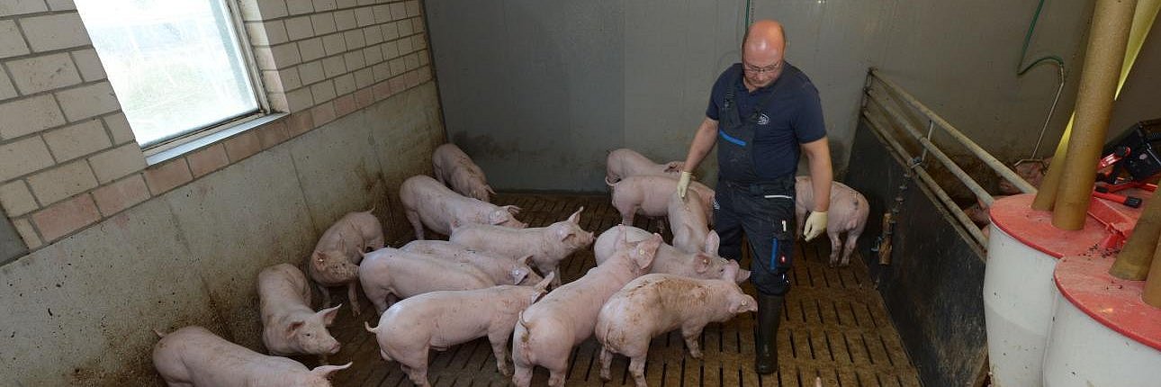 Durch regelmäßige Kontrollgänge erkennen Tierhalter, ob sich die Gruppe normal verhält oder ob es verletzte Tiere gibt. Landwirt kontrolliert im Stall den Zustand seiner Schweine. Klick führt zu Großansicht im neuen Fenster.