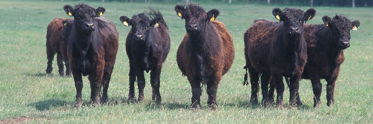 Fünf schwarze Galloway-Rinder stehen auf einer Weide und blicken in die Kamera. 