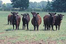 Meldepflichtige Tierkrankheiten beim Rind - Bakterien