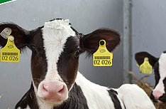 Neu: Ab 10. November 2026 verfügbar - GHK Kälber und weibliche Jungrinder