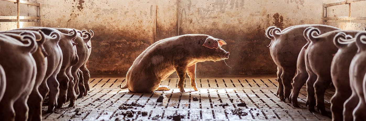 Krankes Schwein im Stall