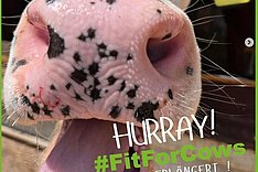 MuD Tierschutz: Fitforcows geht in die Verlängerung