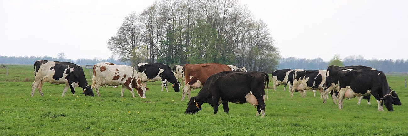 Eine Herde schwarzbunter Holstein Frisian grast auf einer Weide. 