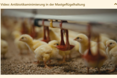 MuD Tierschutz: Ergebnisse aus der Praxiserhebung Alternative Prophylaxemaßnahmen in der Geflügelhaltung