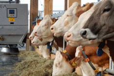 BUNTH: Abschlussveranstaltung MoMiNe am 2. und 3.12.2025 - Stickstoffausscheidungen in der Milchkuhhaltung