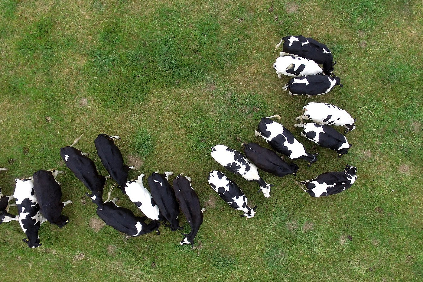 schwarz-bunte Milchkühe auf der Weide, zu sehen aus der Vogelperspektive