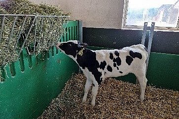 Das Bild zeigt ein schwarzbuntes Kalb in einem mit Stroh eingestreuten Stall, das Heu aus einer gut gefüllten Heuraufe frisst. Klick führt zu Großansicht im neuen Fenster. 