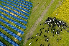 Eine Herde Kühe, die in der Nähe eines Solarkraftwerks grasen