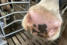 BZL-Forschungsübersicht: Aktuelle Projekte zur Rindergesundheit