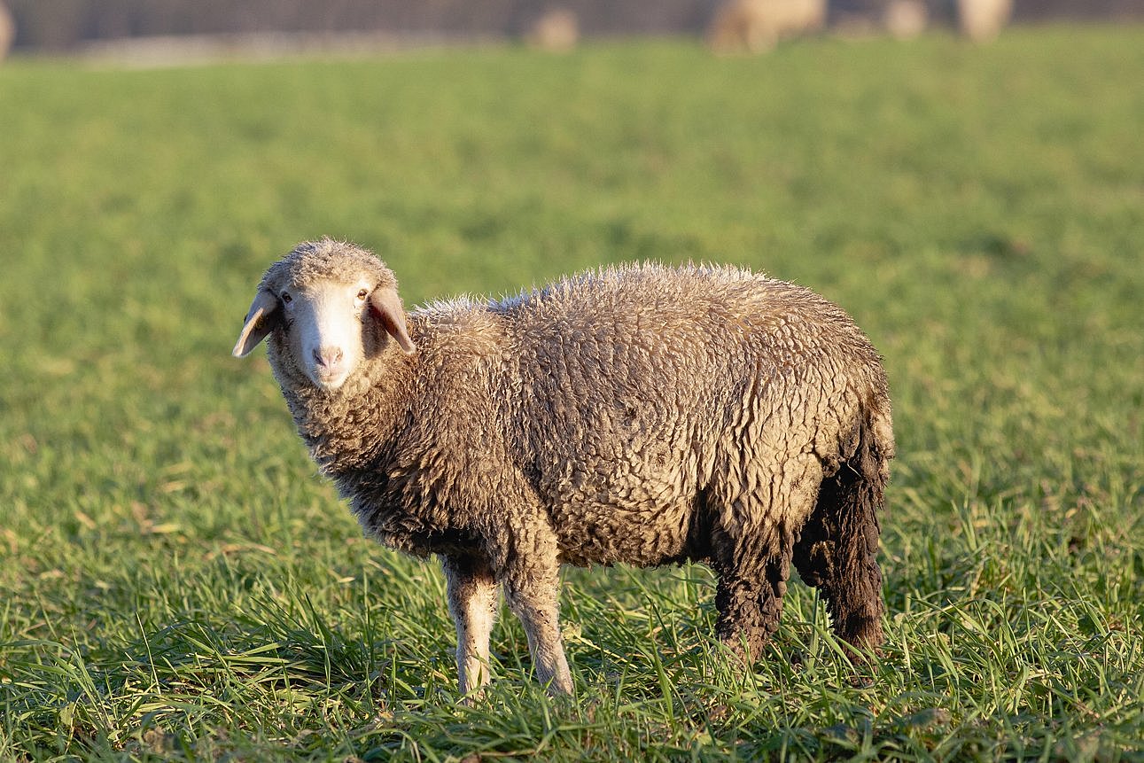 Schaf mit struppigen Vlies auf Weide. Klick führt zu Großansicht im neuen Fenster.