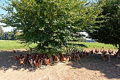 Legehennen im Auslauf unter einem Baum