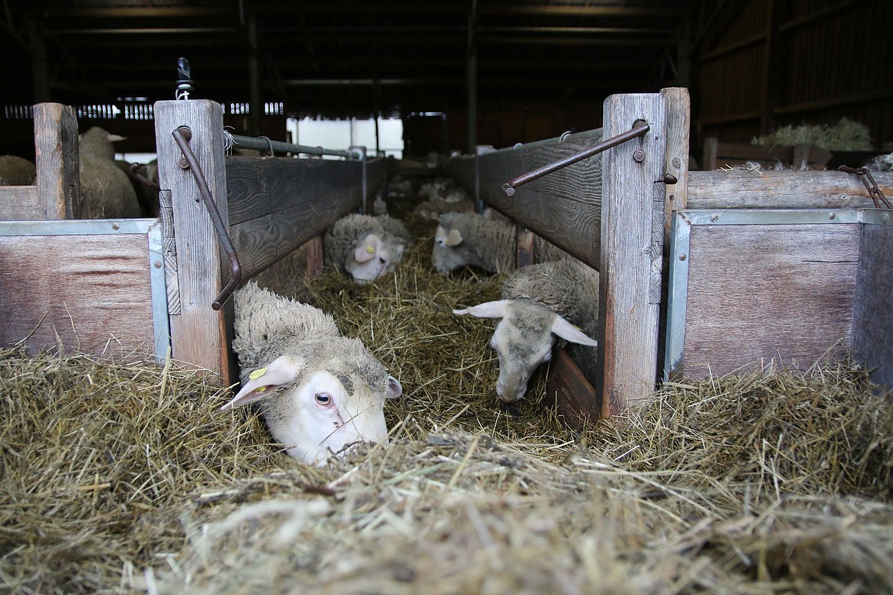 Fressende Schafe im Stall. Klick führt zu Großansicht im neuen Fenster.
