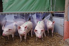 Netzwerk Fokus Tierwohl: Internationaler Austausch zum Kupierverzicht bei Schweinen