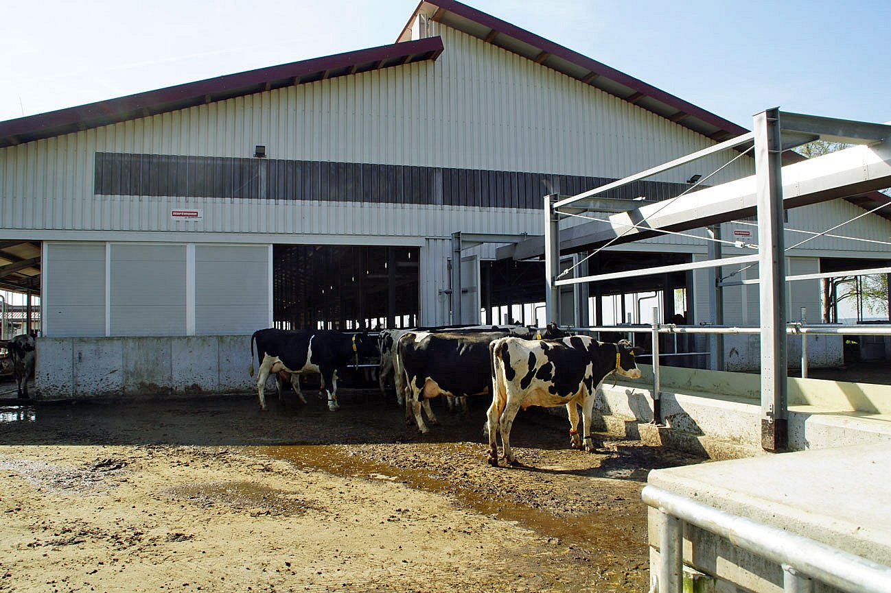 Das Foto zeigt einen Auslauf an einem Boxenlaufstall. Einige Kühe stehen draußen in der Sonne. Der planbefestigte Boden ist mit Kot und Harn verschmutzt. Klick führt zu Großansicht im neuen Fenster. 