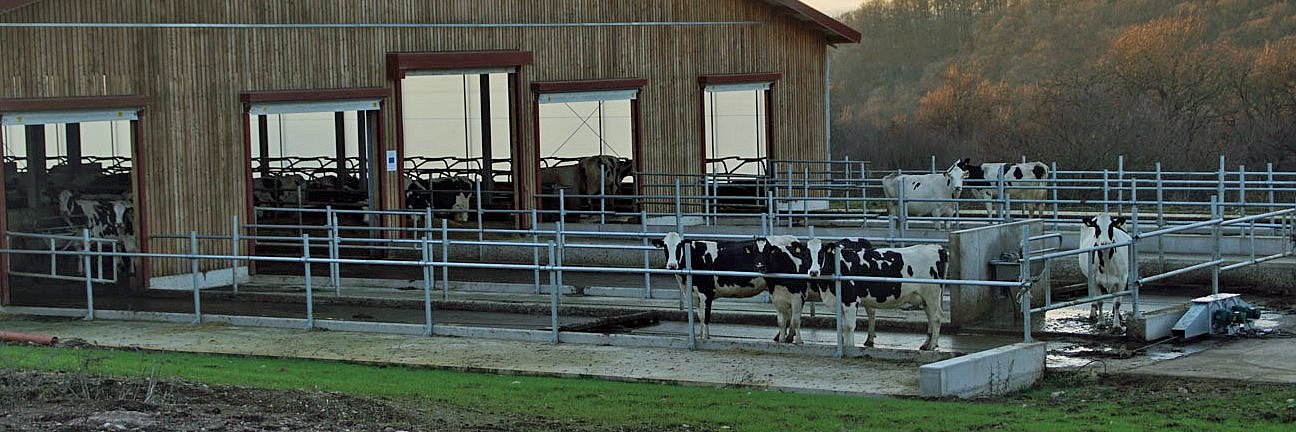 Das Foto zeigt einen Boxenlaufstall mit Laufhof an der Stirnseite des Stalls. Einige Kühe sind draußen.