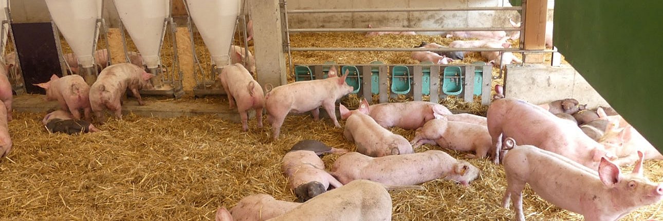 Schweine auf Stroh im Stall