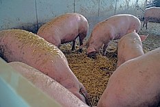 Organisches Beschäftigungsmaterial für Schweine
