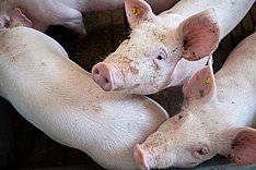 Afrikanische Schweinepest: BMEL beantragt Fristverkürzung