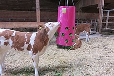 Webseminarreihe: Das Kalb im Fokus: Kälberhaltung und Veröden von Hornlagen im September