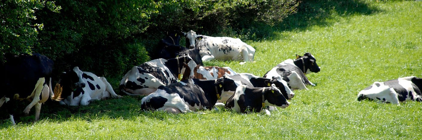 Schwarzbunte Milchkühe liegen im Schatten von Büschen auf der Weide. 